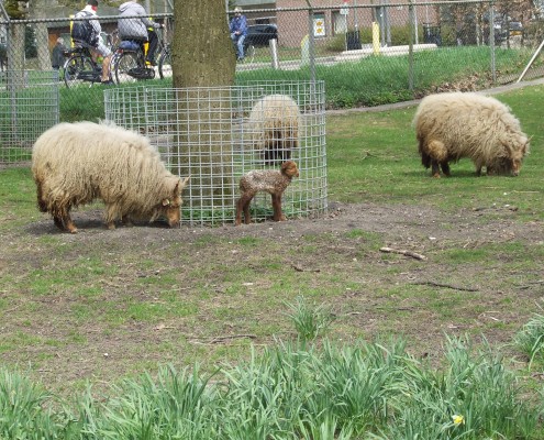 Racka schaap in het Hertenkamp Tiel