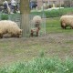 Racka schaap in het Hertenkamp Tiel