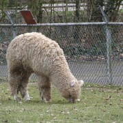 De Lama en Alpaca in het Hertenkamp Tiel