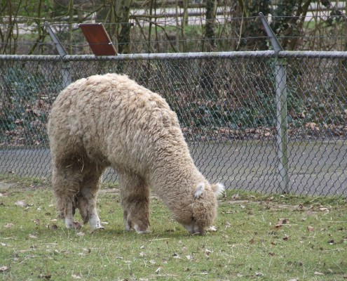 De Lama en Alpaca in het Hertenkamp Tiel