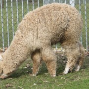 De Lama en Alpaca in het Hertenkamp Tiel