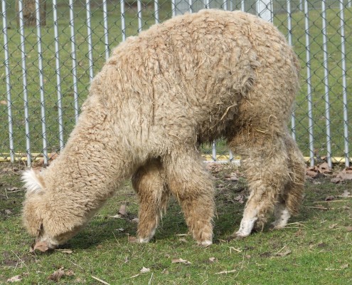 De Lama en Alpaca in het Hertenkamp Tiel