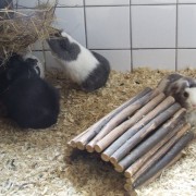 Cavia in het Hertenkamp Tiel