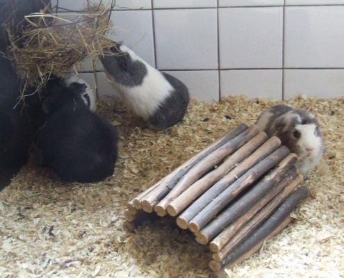 Cavia in het Hertenkamp Tiel