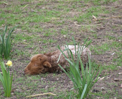 Racka schaap in het Hertenkamp Tiel