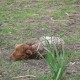 Racka schaap in het Hertenkamp Tiel