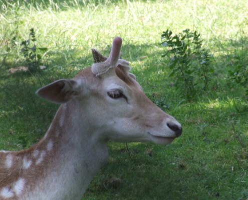 Damhert in het Hertenkamp Tiel