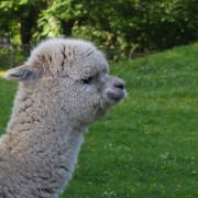 De Lama en Alpaca in het Hertenkamp Tiel