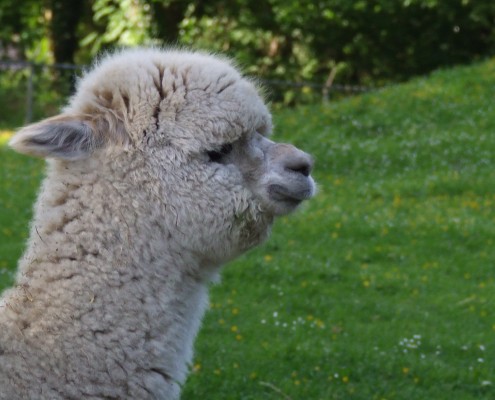 De Lama en Alpaca in het Hertenkamp Tiel