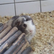 Cavia in het Hertenkamp Tiel