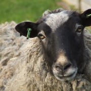 Het Romanovschaap in het Hertenkamp Tiel