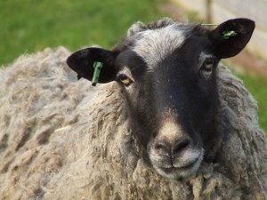 Het Romanovschaap in het Hertenkamp Tiel