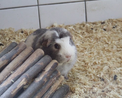 Cavia in het Hertenkamp Tiel