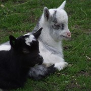 De Nederlandse landgeit in het Hertenkamp Tiel