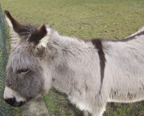 De Mini ezel in het Hertenkamp Tiel