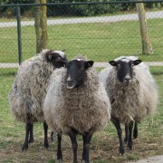 Het Romanovschaap in het Hertenkamp Tiel