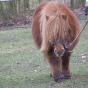 Shetlandpony in het Hertenkamp Tiel