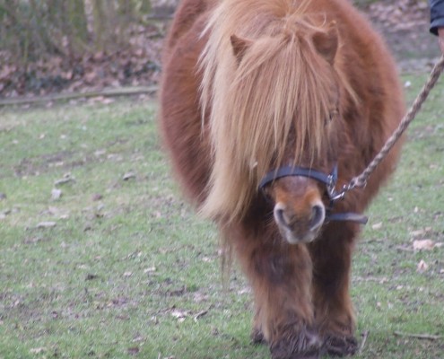 Shetlandpony in het Hertenkamp Tiel