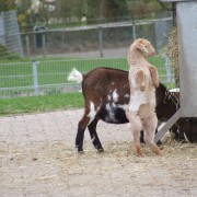 De Dwerggeit in het Hertenkamp Tiel