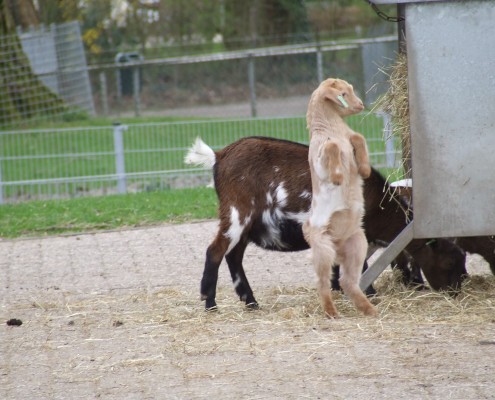 De Dwerggeit in het Hertenkamp Tiel