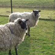 Het Romanovschaap in het Hertenkamp Tiel