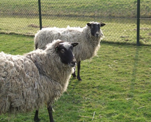 Het Romanovschaap in het Hertenkamp Tiel