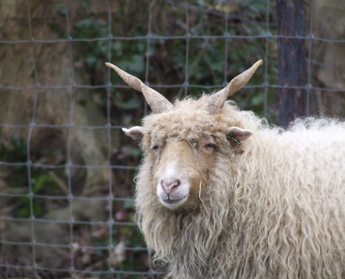 Racka schaap in het Hertenkamp Tiel