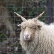 Racka schaap in het Hertenkamp Tiel