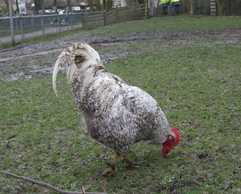 Kippen in het Hertenkamp Tiel