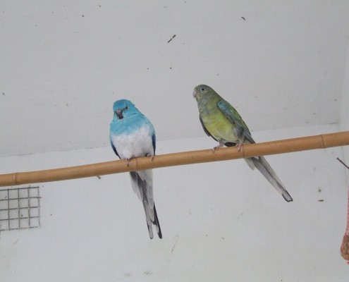 Volière vogels in het Hertenkamp Tiel