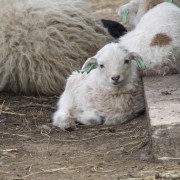 Het Ouessant schaap in het Hertenkamp Tiel