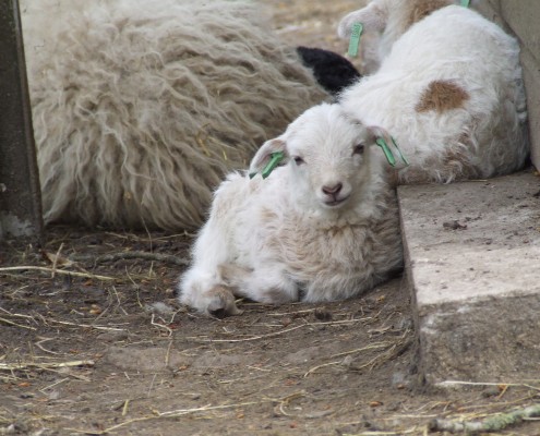 Het Ouessant schaap in het Hertenkamp Tiel