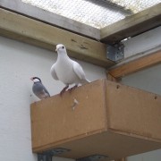 Volière vogels in het Hertenkamp Tiel