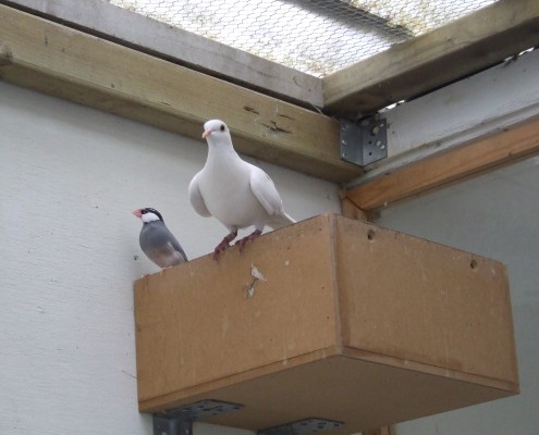 Volière vogels in het Hertenkamp Tiel