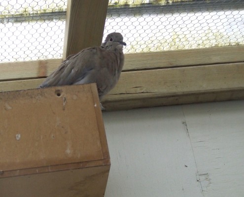 Volière vogels in het Hertenkamp Tiel