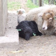 Het Ouessant schaap in het Hertenkamp Tiel