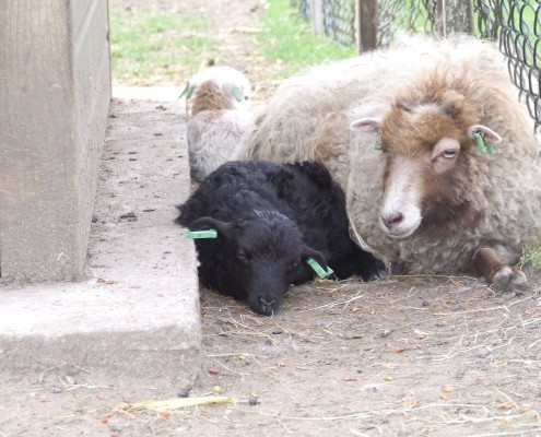 Het Ouessant schaap in het Hertenkamp Tiel