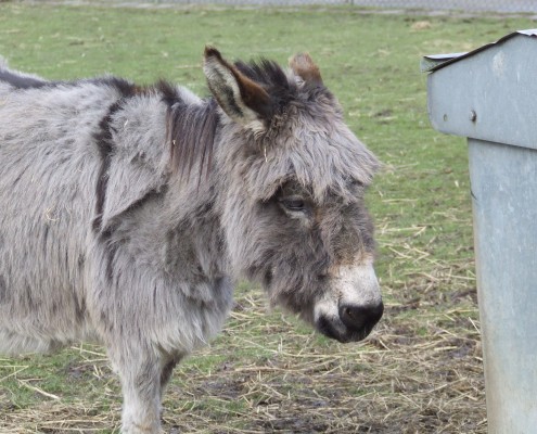 De Mini ezel in het Hertenkamp Tiel