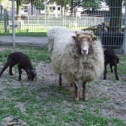 Het Ouessant schaap in het Hertenkamp Tiel