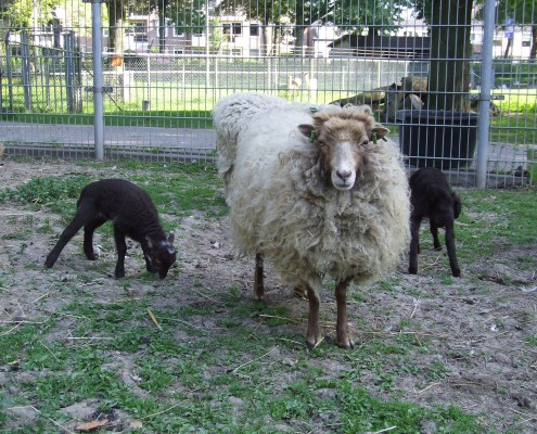 Het Ouessant schaap in het Hertenkamp Tiel