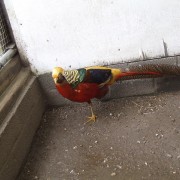 Volière vogels in het Hertenkamp Tiel