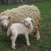 Het Ouessant schaap in het Hertenkamp Tiel