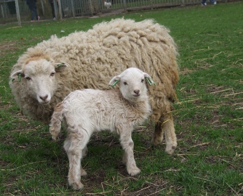 Het Ouessant schaap in het Hertenkamp Tiel