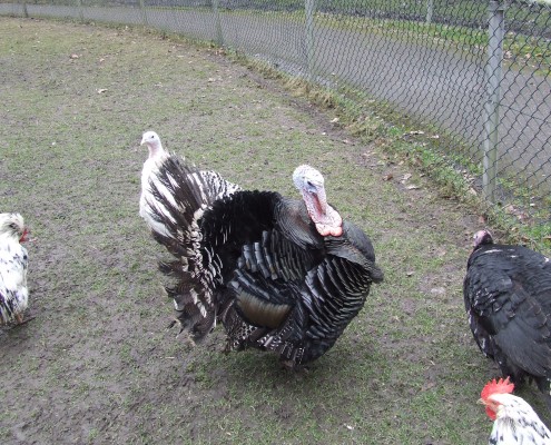 Kalkoen in het Hertenkamp Tiel