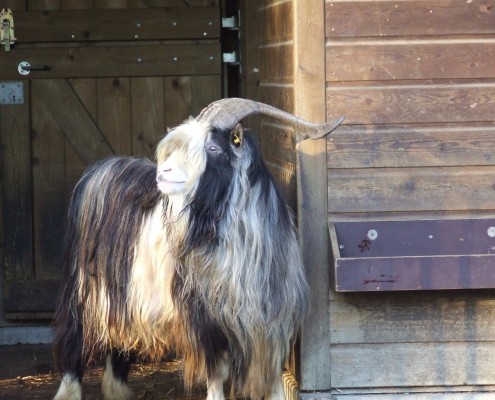 De Nederlandse landgeit in het Hertenkamp Tiel