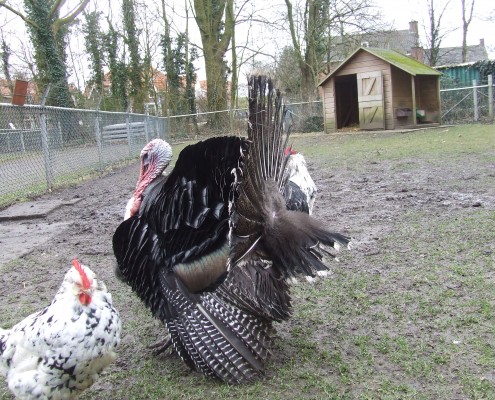 Kalkoen in het Hertenkamp Tiel