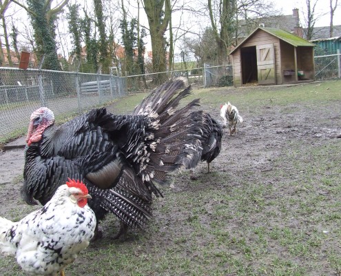 Kalkoen in het Hertenkamp Tiel