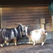 De Nederlandse landgeit in het Hertenkamp Tiel