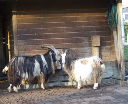 De Nederlandse landgeit in het Hertenkamp Tiel