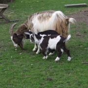 De Nederlandse landgeit in het Hertenkamp Tiel